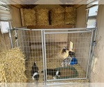 Small #14 Breeder Profile image