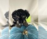 Small #17 Breeder Profile image