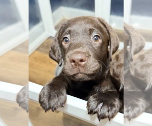 Labrador Retriever Dog Breeder near PRINCETON, NC, USA