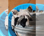 Small breeder photo