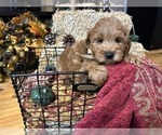 Small #11 Breeder Profile image