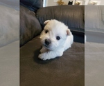 Small breeder photo