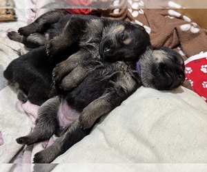 German Shepherd Dog Dog Breeder near GREENSBURG, IN, USA