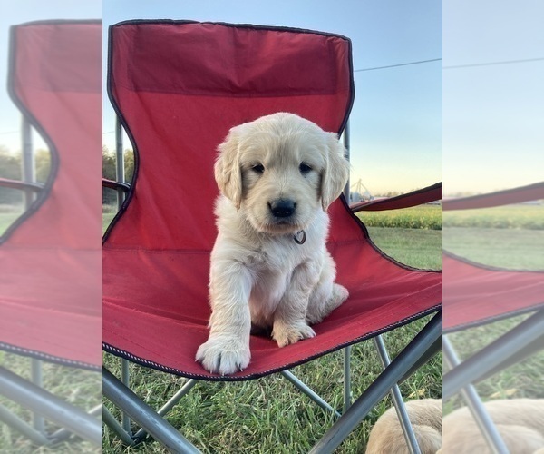 Medium Photo #56  Breeder Profile in FREDONIA, KS, USA