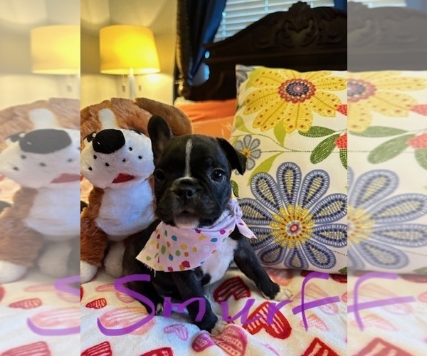 Medium Photo #11  Breeder Profile in Fresno, CA, USA