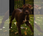 Small Photo #16  Breeder Profile in COON RAPIDS, MN, USA