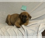 Small breeder photo