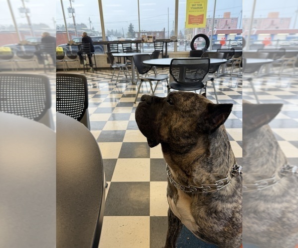 Medium Photo #4  Breeder Profile in COTTAGE GROVE, OR, USA