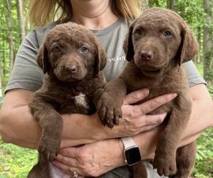 Medium Breeder Profile Photo