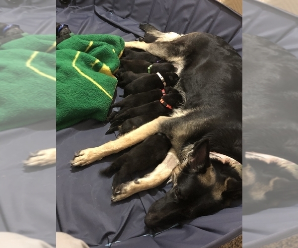 Medium Photo #1  Breeder Profile in SALT LAKE CITY, UT, USA