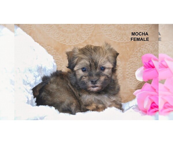 Medium Photo #11  Breeder Profile in CLARE, MI, USA