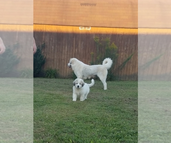 Medium Photo #1  Breeder Profile in LONDON, KY, USA