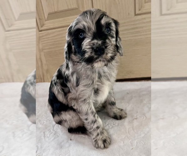 Medium Photo #1  Breeder Profile in STRATFORD, IA, USA