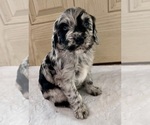 Small breeder photo