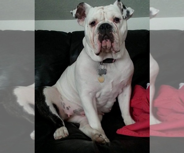 Medium Photo #1  Breeder Profile in BRIGHAM CITY, UT, USA