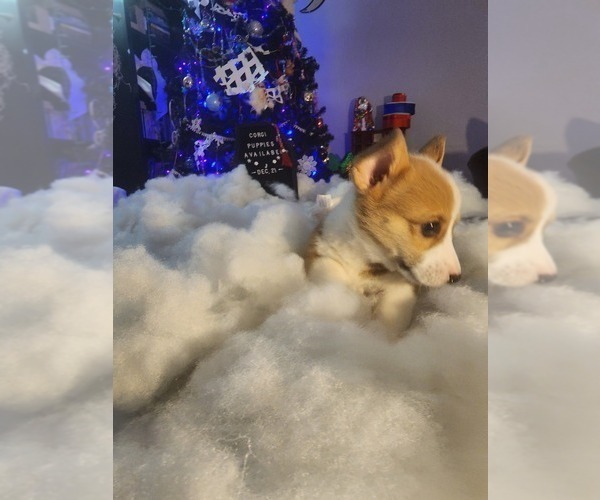 Medium Photo #1  Breeder Profile in WINDSOR, CO, USA