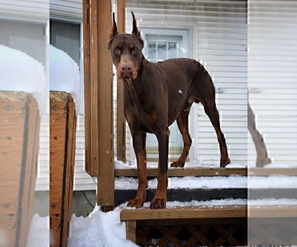 Medium Photo #32  Breeder Profile in FORT LAUDERDALE, FL, USA