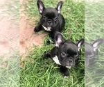 Small breeder photo