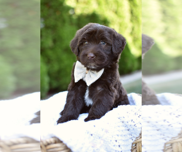 Medium Photo #2  Breeder Profile in MILLERSBURG, OH, USA