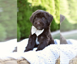 Small #1 Breeder Profile image
