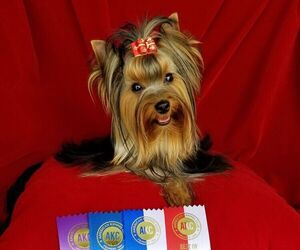 Yorkshire Terrier Dog Breeder near ROUND LAKE, IL, USA