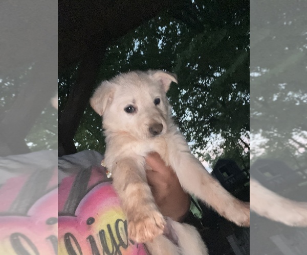 Medium Photo #1  Breeder Profile in PFAFFTOWN, NC, USA