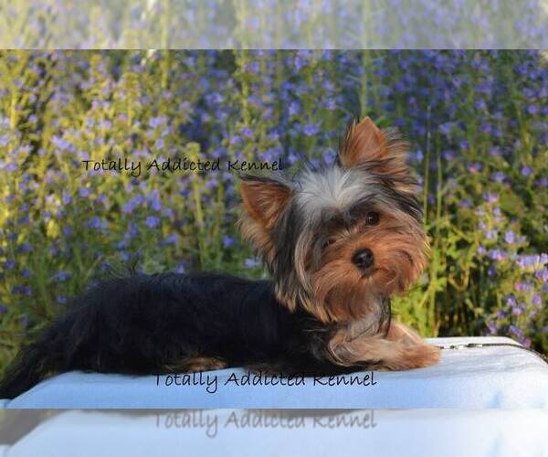 Medium Photo #14  Breeder Profile in SCHAUMBURG, IL, USA