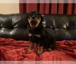Small breeder photo