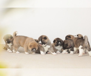 Main photo of Akita Dog Breeder near SAINT GEORGE, UT, USA