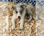 Small #1 Breeder Profile image