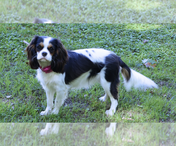 Medium Photo #6  Breeder Profile in PASADENA, MD, USA