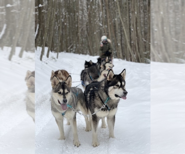 Medium Photo #1  Breeder Profile in FREDERICK, MD, USA
