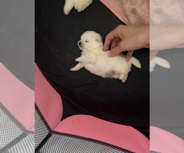 Medium Photo #3  Breeder Profile in HOLLYWOOD, FL, USA