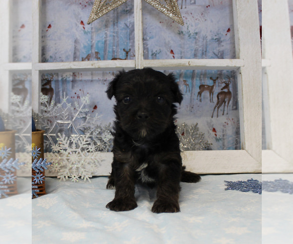 Medium Photo #62  Breeder Profile in CHANUTE, KS, USA