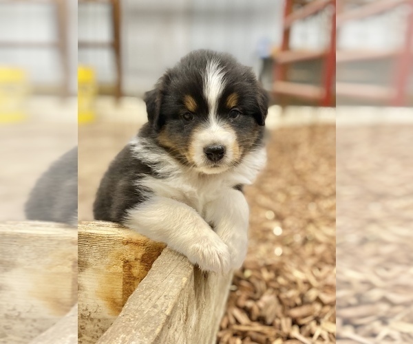 Medium Photo #1  Breeder Profile in MOUNT PERRY, OH, USA