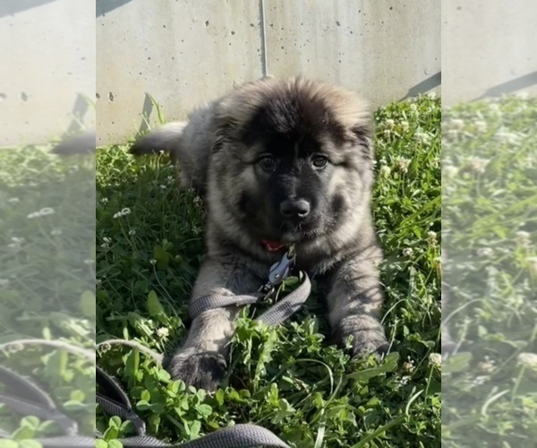 Medium Photo #47  Breeder Profile in TWINING, MI, USA