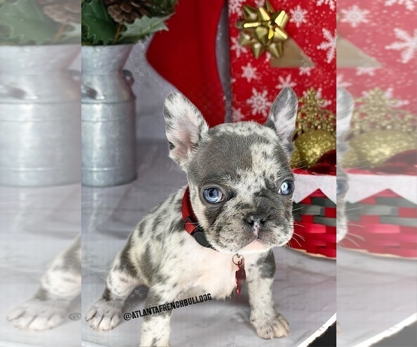Medium Photo #1  Breeder Profile in COVINGTON, GA, USA