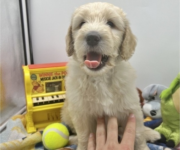 Medium Photo #1  Breeder Profile in NORTH SMITHFIELD, RI, USA