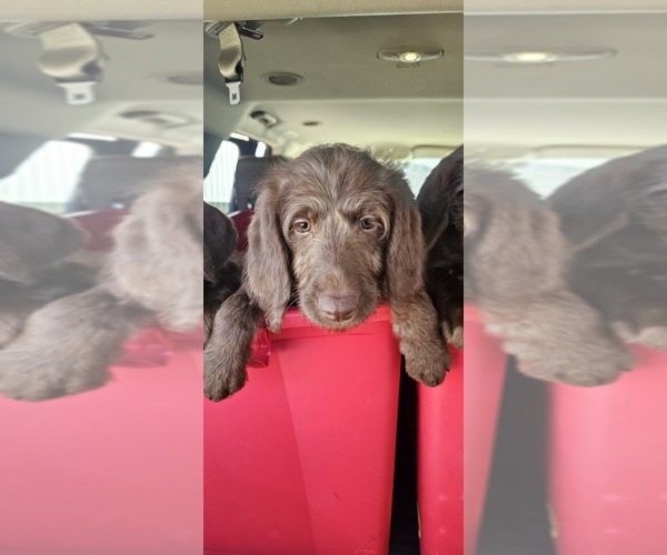 Medium Photo #26  Breeder Profile in SAN ANTONIO, TX, USA