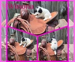 Small #12 Breeder Profile image