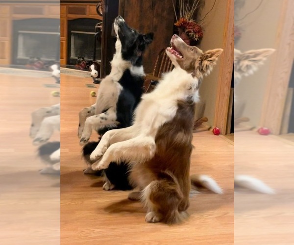 Medium Photo #1  Breeder Profile in MOODY, TX, USA