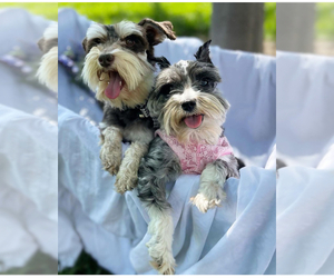 Schnauzer (Miniature) Dog Breeder near RESCUE, CA, USA
