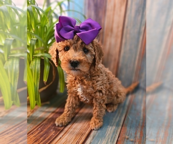 Medium Photo #2  Breeder Profile in INDIANAPOLIS, IN, USA