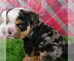 Small breeder photo