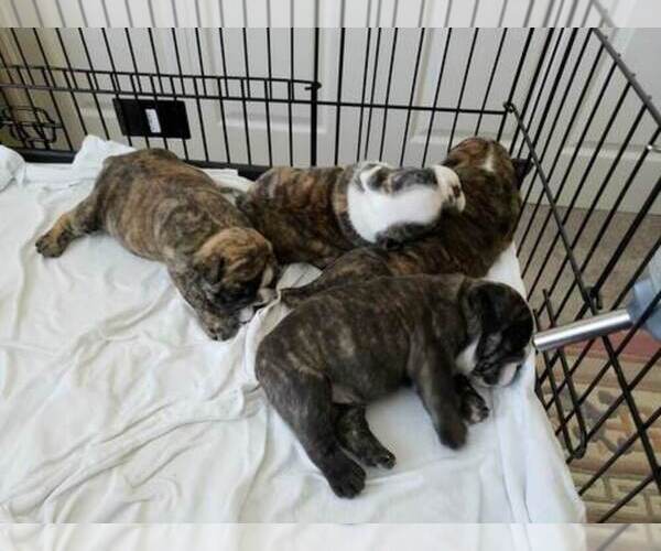 Medium Photo #1  Breeder Profile in FORT PIERCE, FL, USA