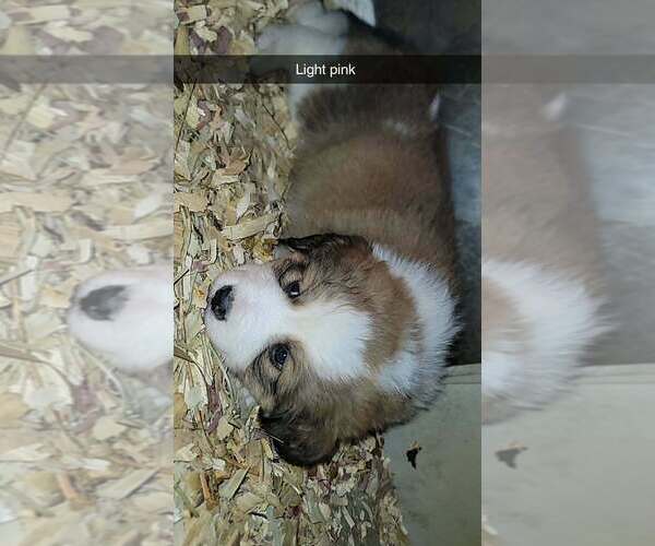 Medium Photo #1  Breeder Profile in HARRIMAN, TN, USA