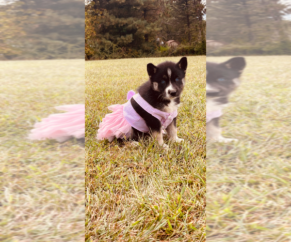 Medium Photo #1  Breeder Profile in LAGRO, IN, USA