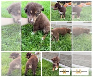 Australian Shepherd Dog Breeder near MODESTO, CA, USA