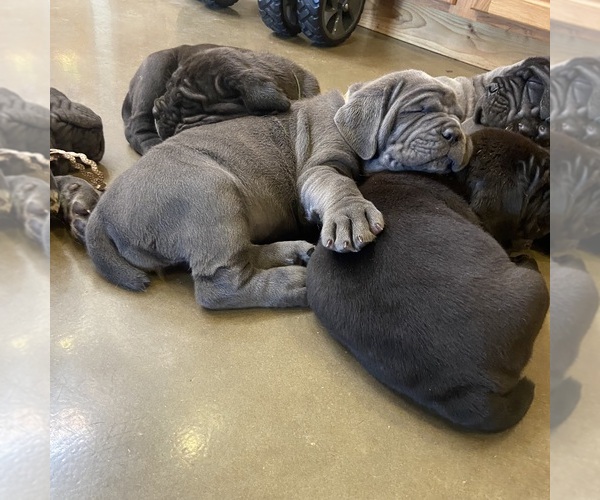 Medium Photo #5  Breeder Profile in SAN MARCOS, TX, USA