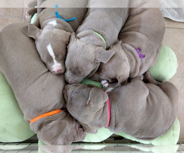 Medium Photo #1  Breeder Profile in PORT SAINT LUCIE, FL, USA